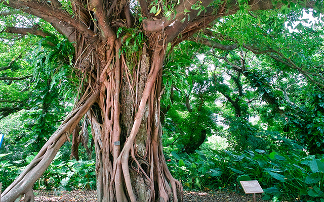 Sea Fig Forest